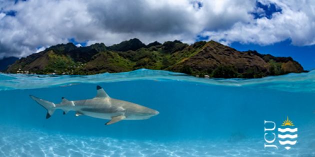 JCU Physioshark Research Program. 